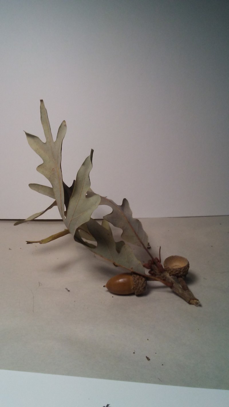 oak-photo