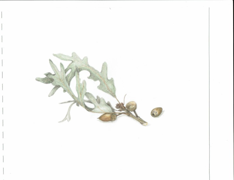 white-oak