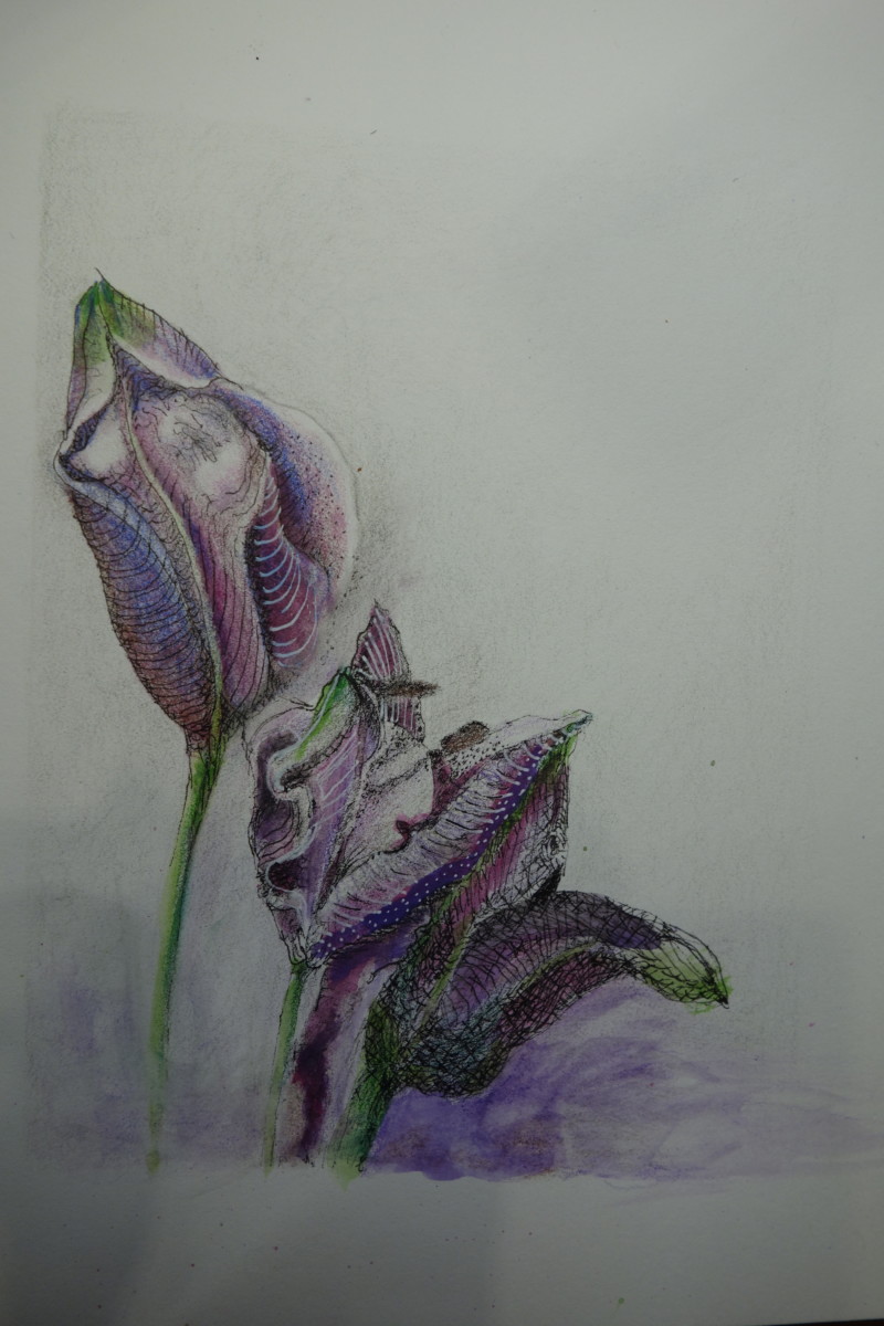 3-buds-stargazer-lily