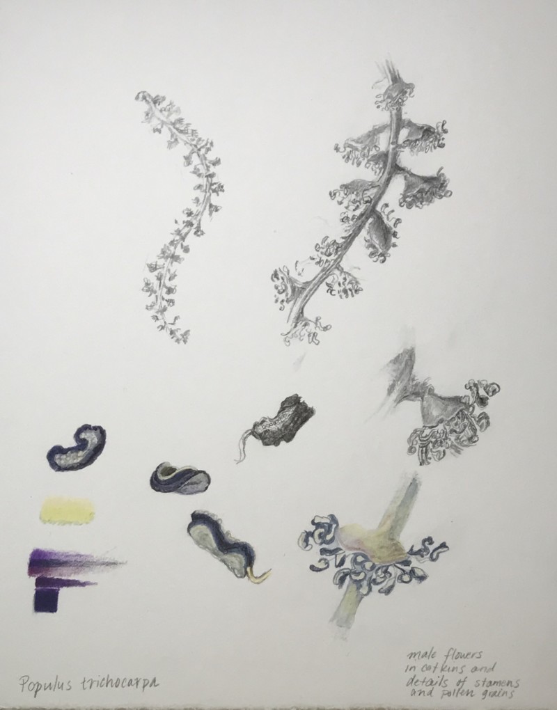black-cottonwood-male-catkin-studies