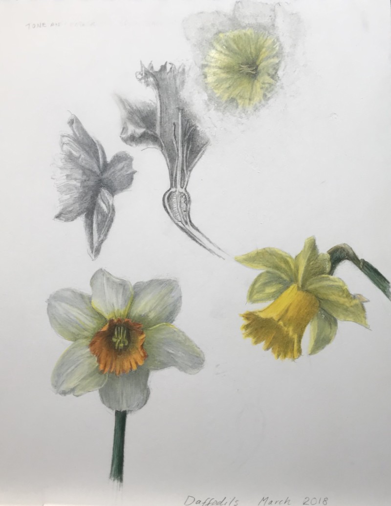 daffodil-studies-from-my-garden