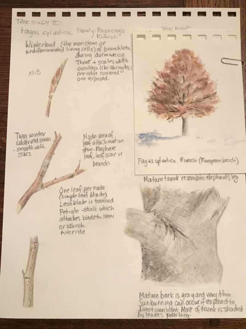 tree-study-beech-tree