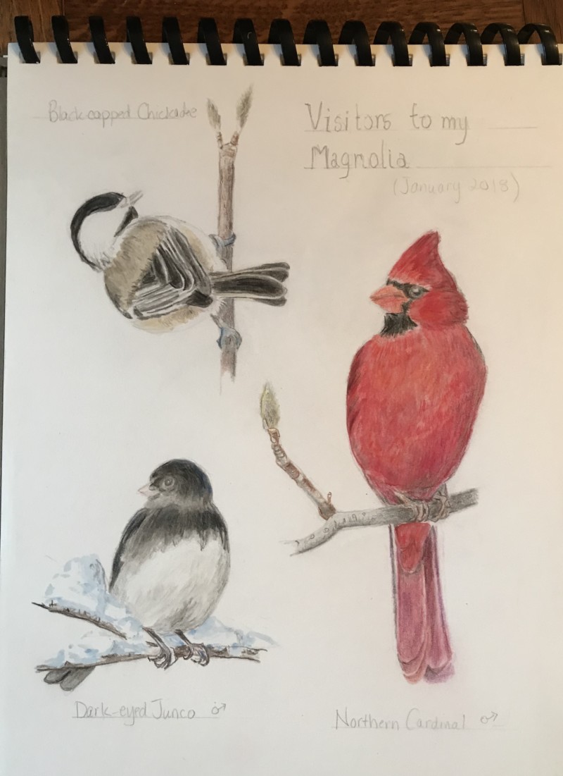 visitors-to-my-observed-tree