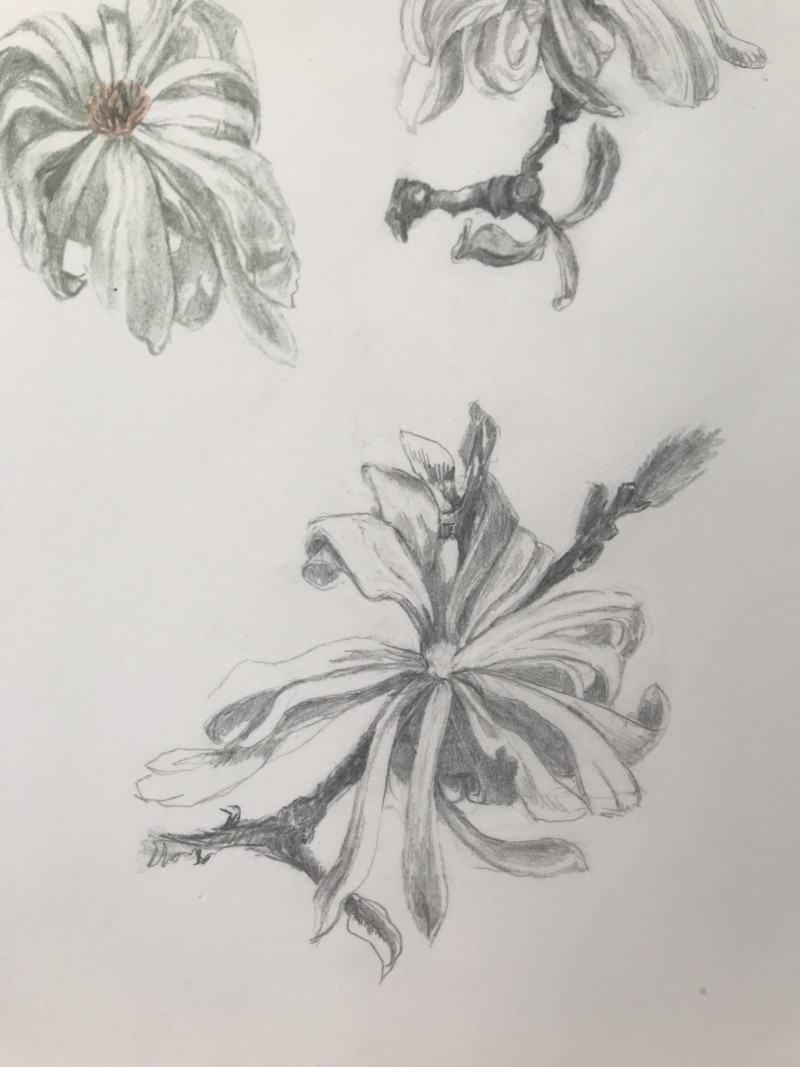 magnolia-stellata-studies