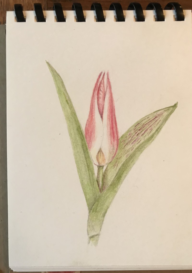 indoor-tulip