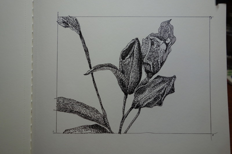 pen-ink-4-buds