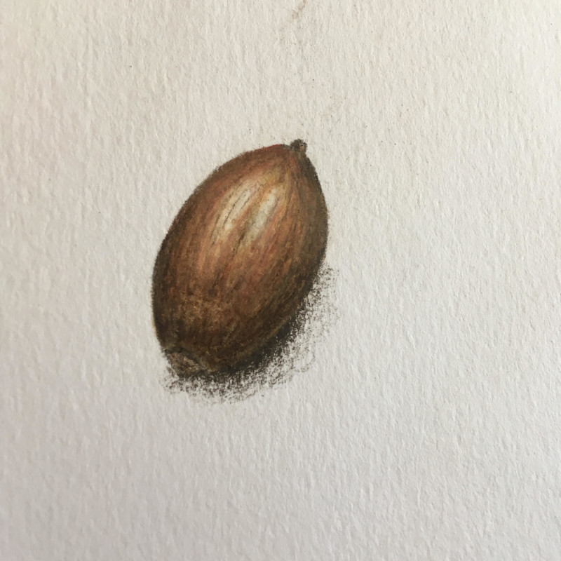 acorn