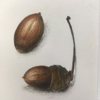 acorns-3