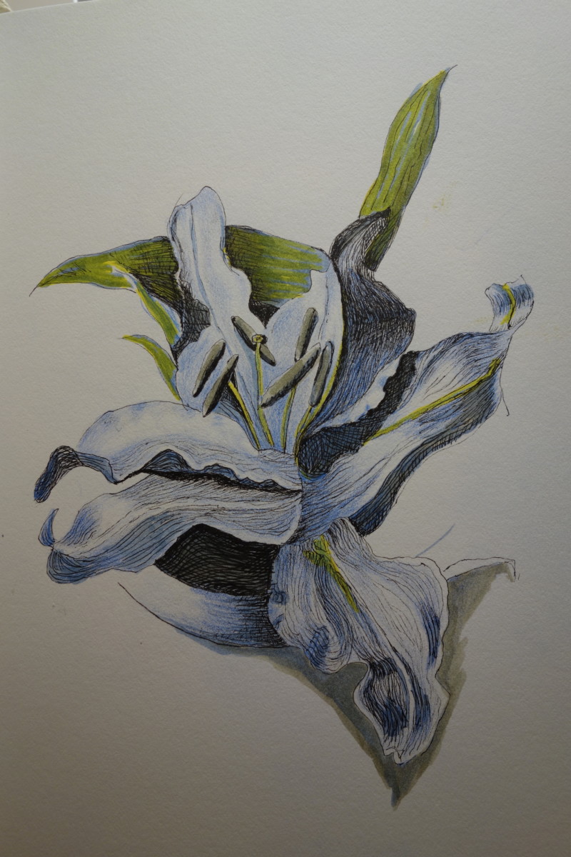 blue-stargazer-lily