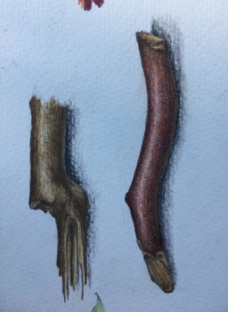 branches-2