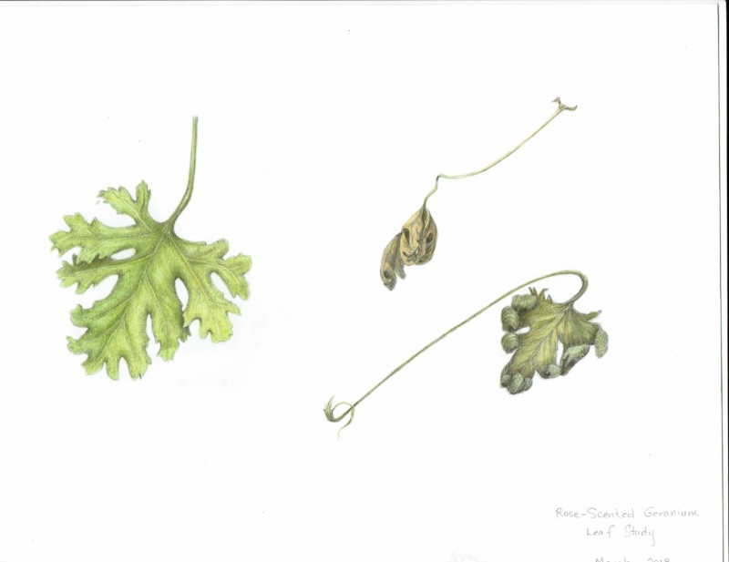 geranium-leaf