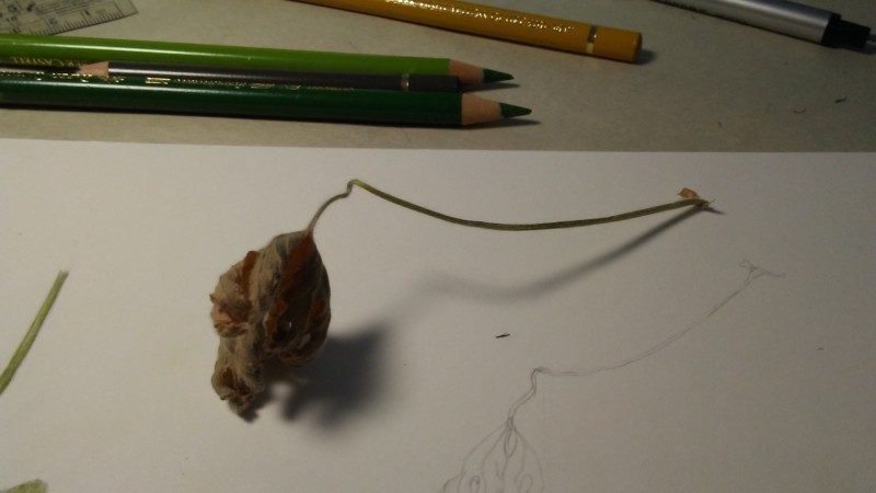geranium-leaf2