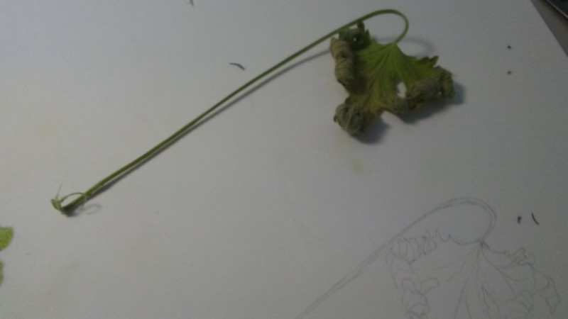 geranium-leaf3