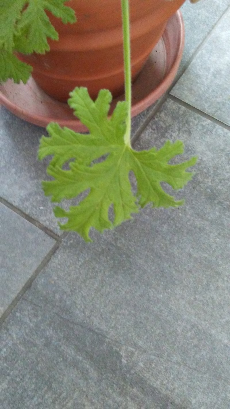 geraniumleaf1