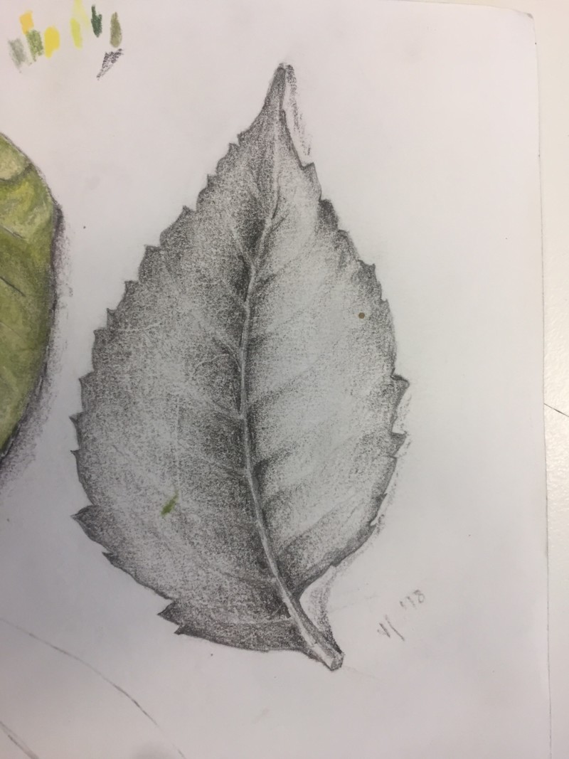 leaf-5