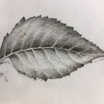 leaf