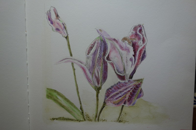 stargazerlily-4-buds-closeup