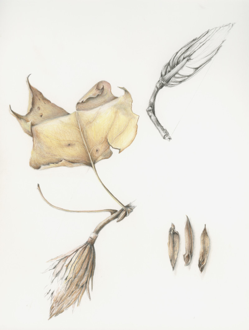 tulipifera-leafseedpod-2