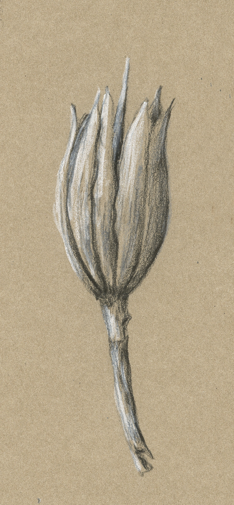 tulipifera-seedpod-a