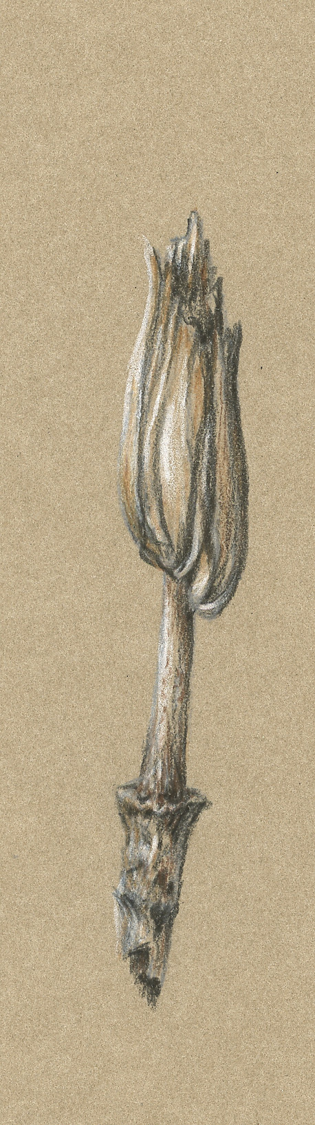 tulipifera-seedpod-b-1