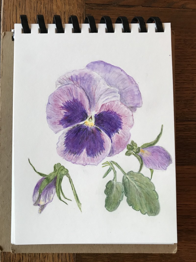 pansy-love