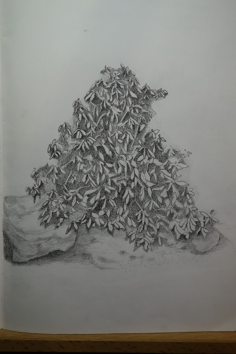418-rhododendron-habitat