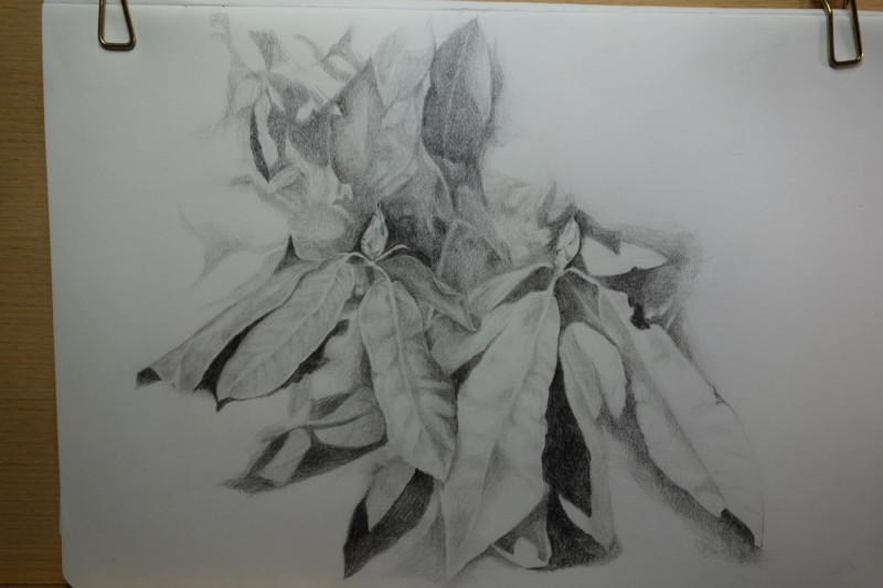 418-rhododendron-spring-drawing