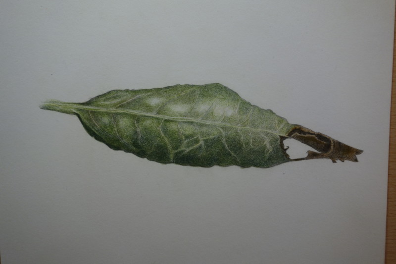 418-rhododendron-winter-leaf