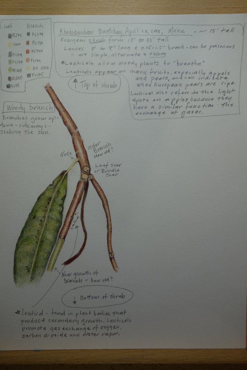 418-rhododendron-woody-branch