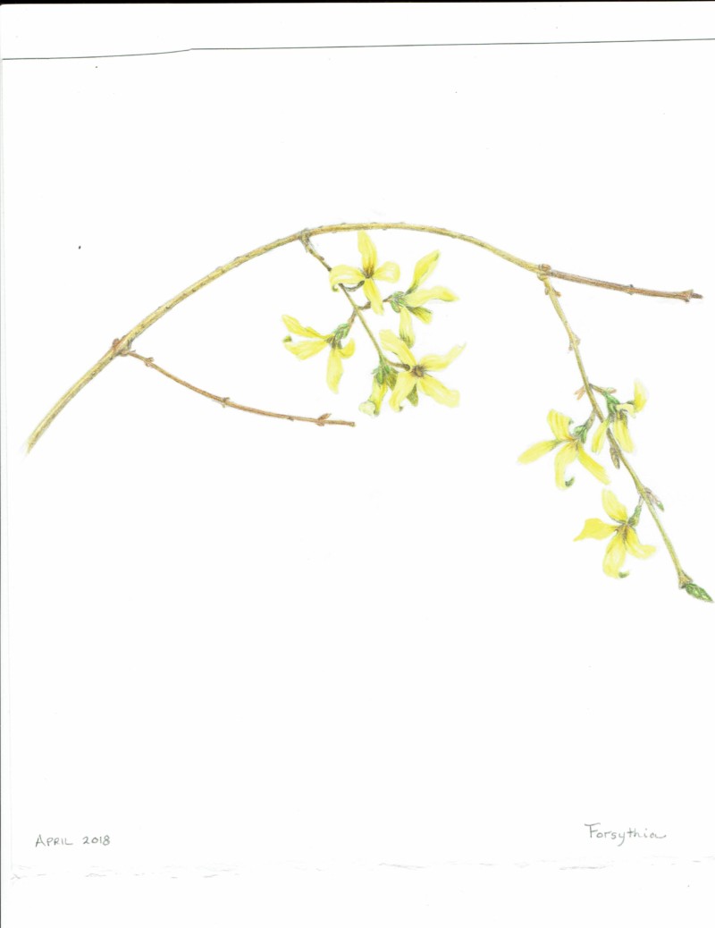 forsythia
