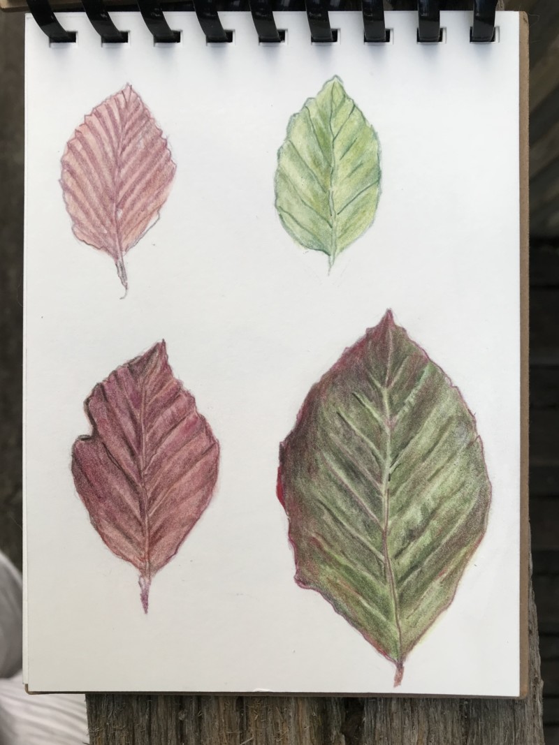beech-leaves-from-different-beeches-in-my-yard