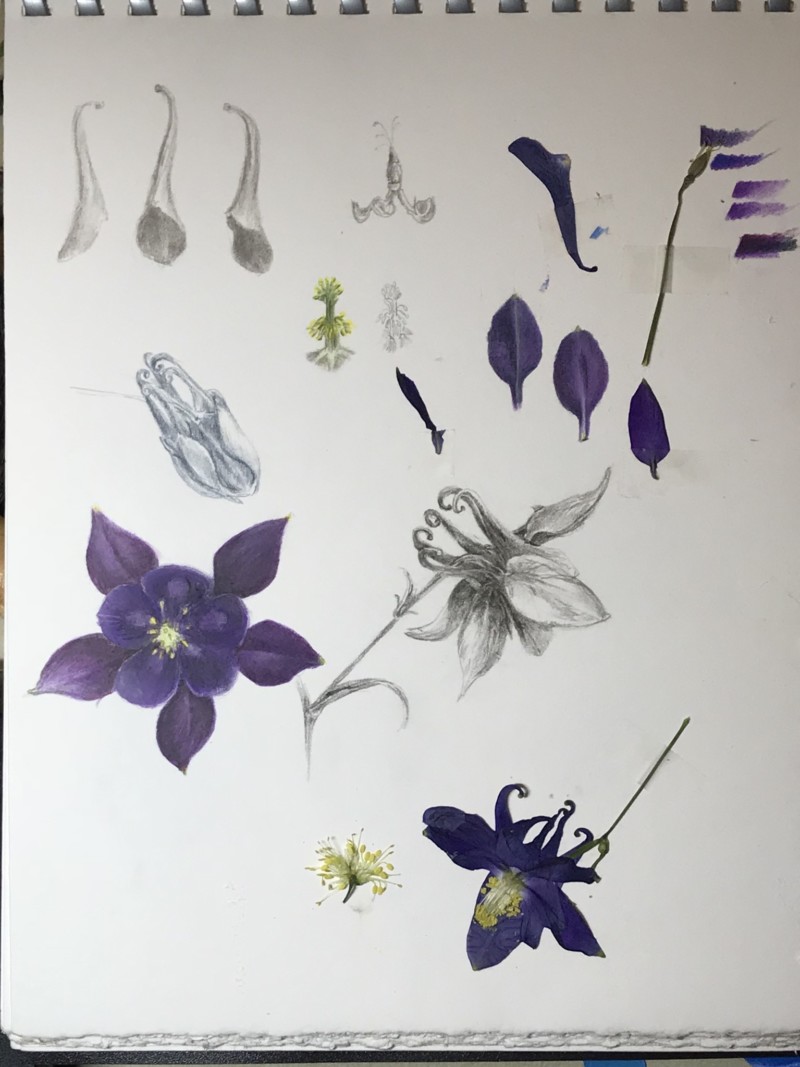 purple-columbine