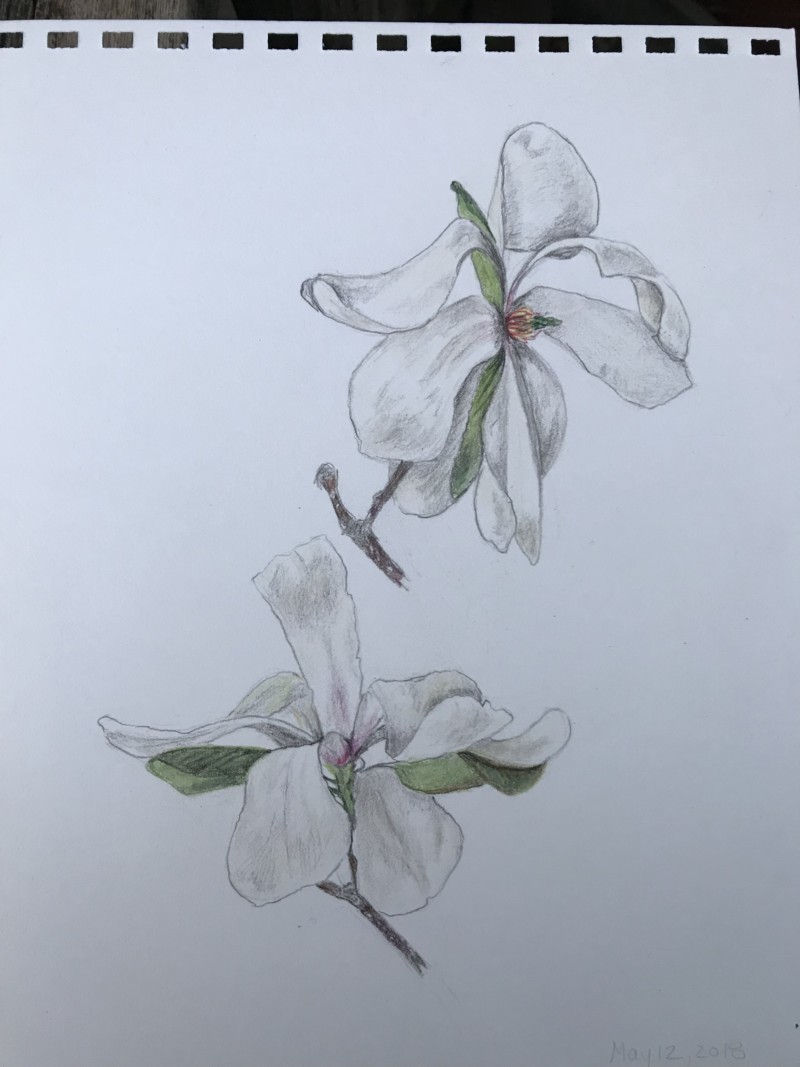 merrill-magnolia-in-full-flower