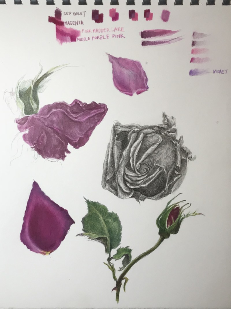 rose-studies