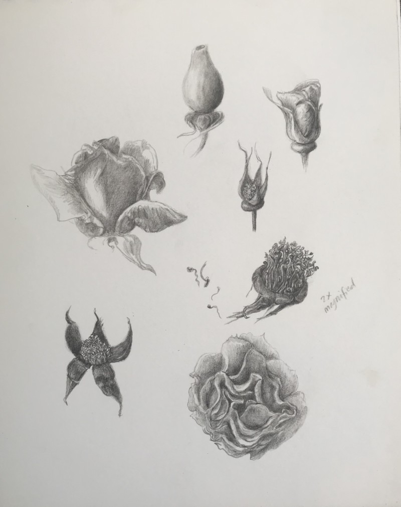 rose-studies-1
