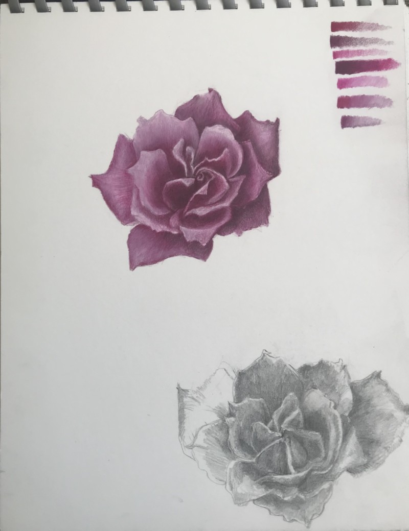 rose