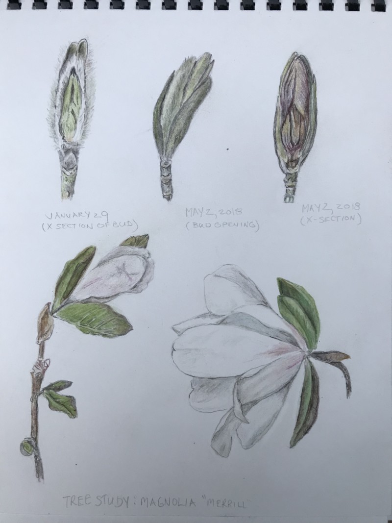 bud-study-of-white-magnolia