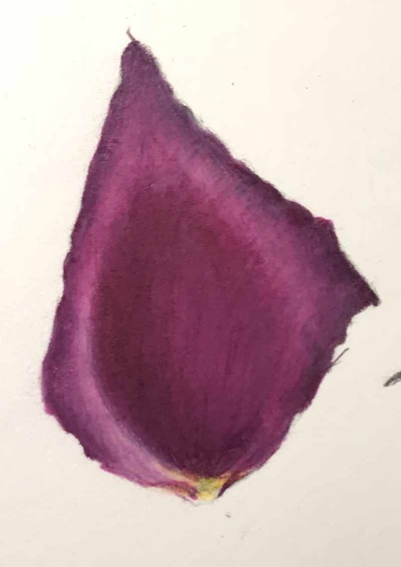 rose-petal