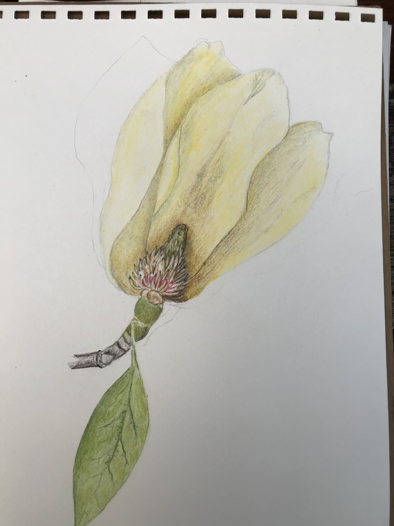 yellow-magnolia-from-back-yard-reproductive-part-study