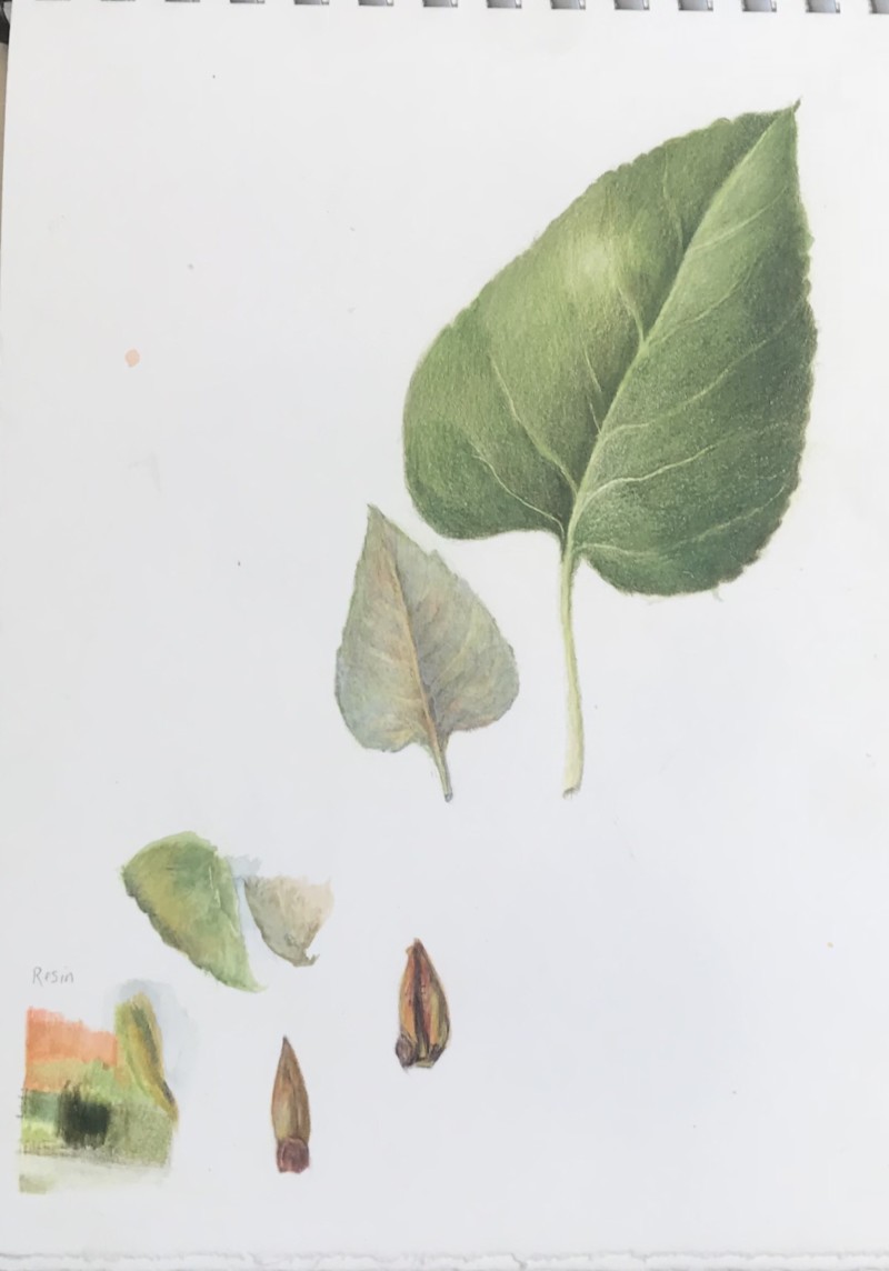cottonwood-leaves