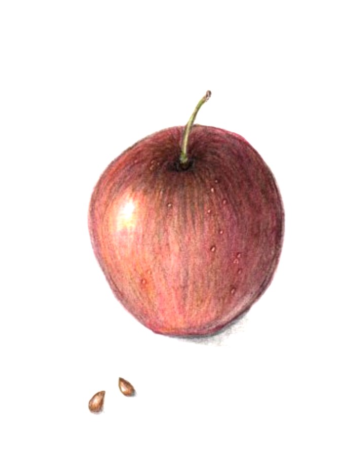 botanical-practic-apple-2