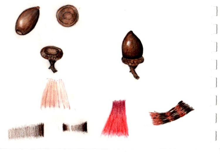 botanical-practice-acorn-3