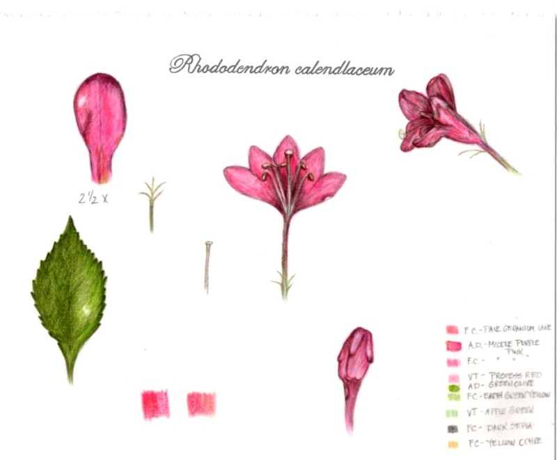 botanical-practice-azalea-1