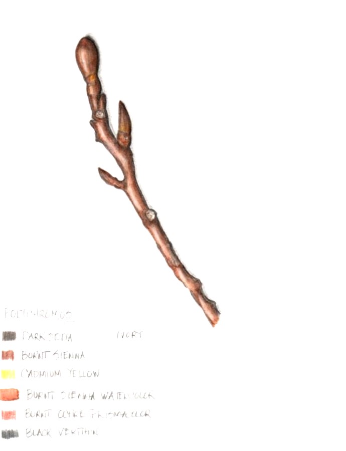 botanical-practice-branch-2