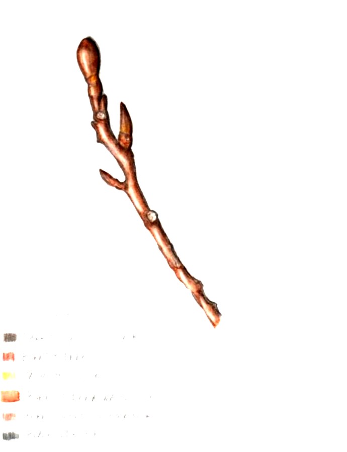 botanical-practice-branch-3
