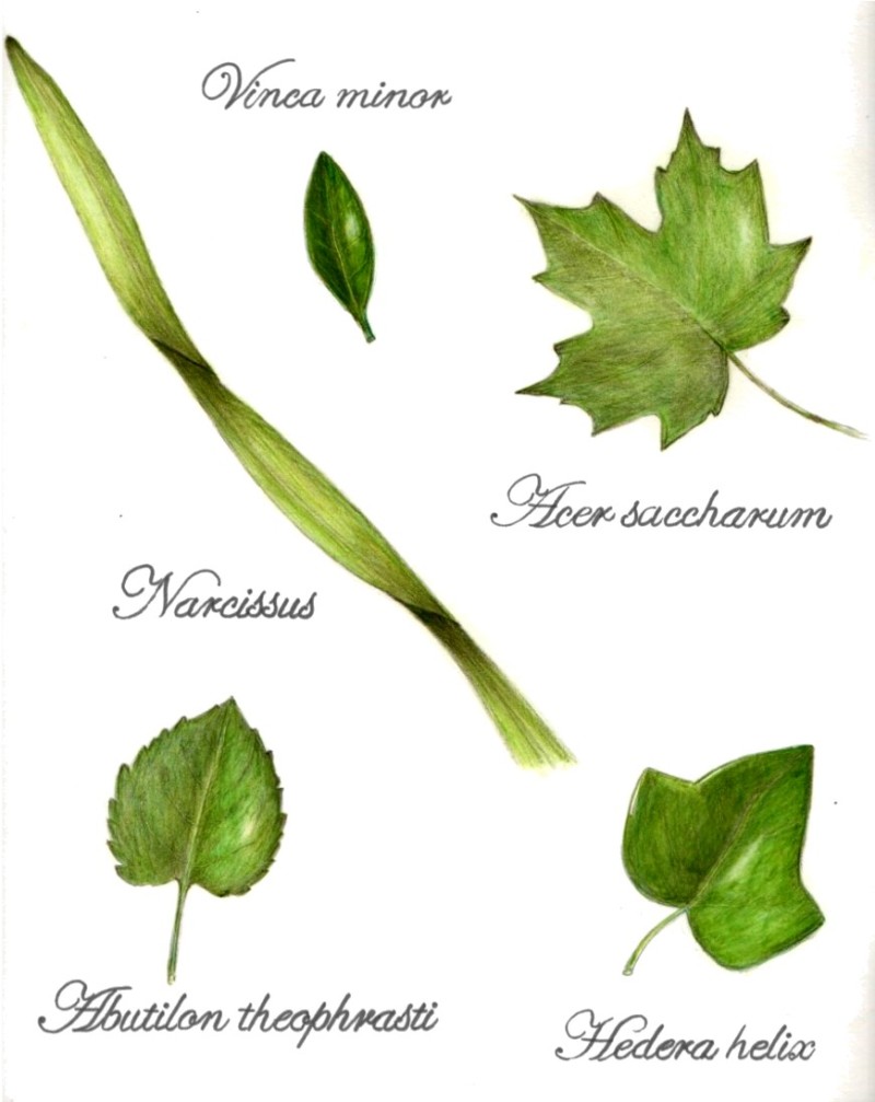botanical-practice-leaf-study-1