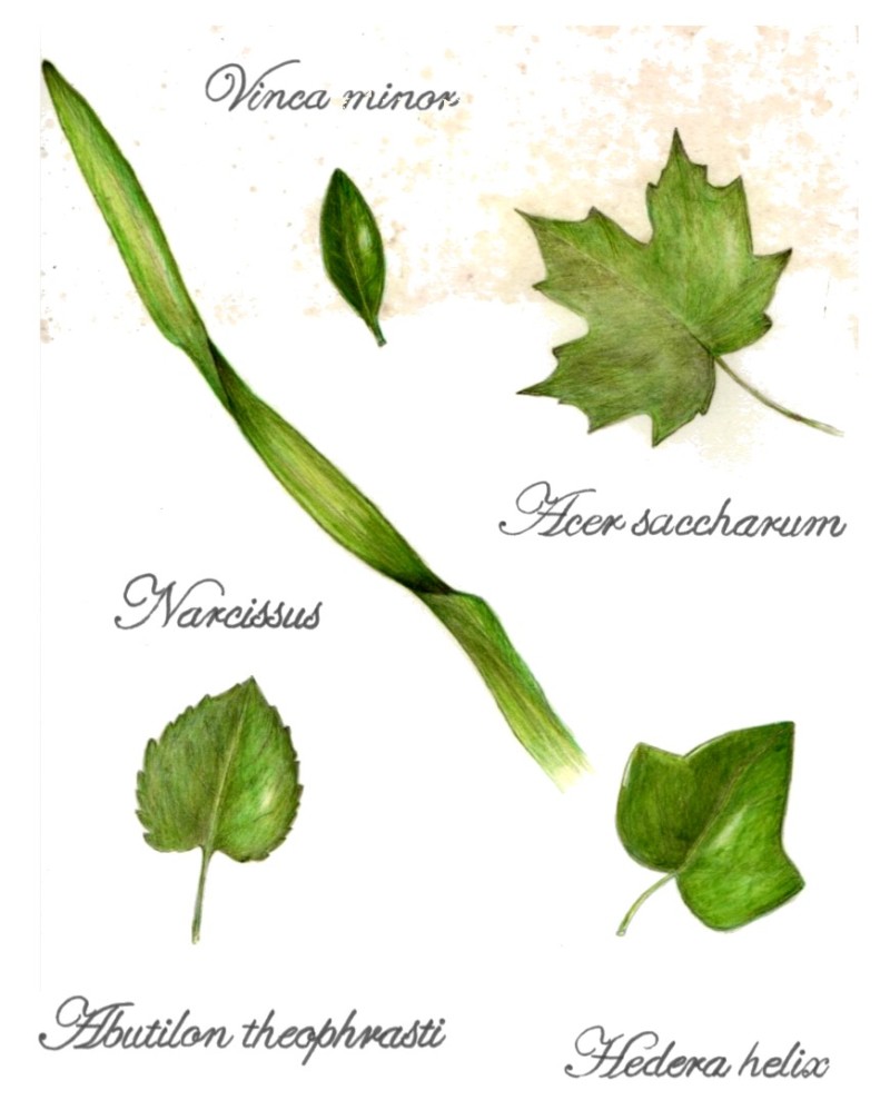 botanical-practice-leaf-study-2