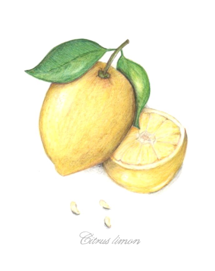 botanical-practice-lemon-1