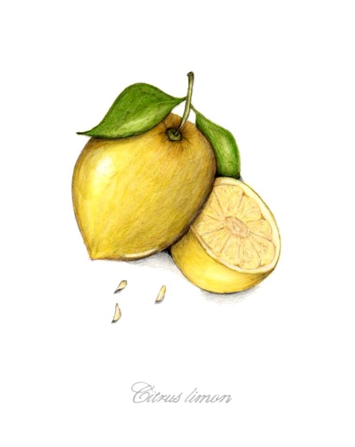 botanical-practice-lemon-2