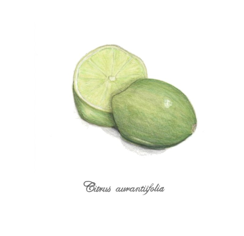 botanical-practice-lime-1